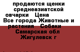 продаются щенки среднеазиатской овчарки › Цена ­ 30 000 - Все города Животные и растения » Собаки   . Самарская обл.,Жигулевск г.
